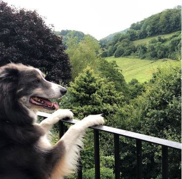 Asia Macey's dog, Frank.